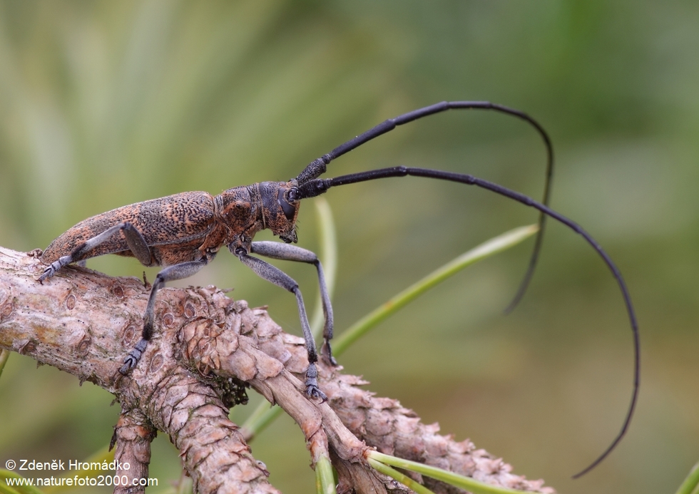 kozlíček sosnový, Monochamus galloprovincialis pistor, Lamiini, Cerambycidae (Brouci, Coleoptera)
